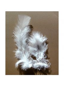 Sachet de 25 grammes de plumes de dinde, pieds plats blanc