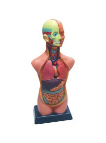 Set d'anatomie 11 pièces 50cm
